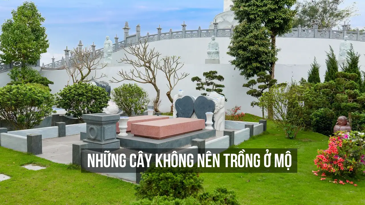 Những cây không nên trồng ở mộ